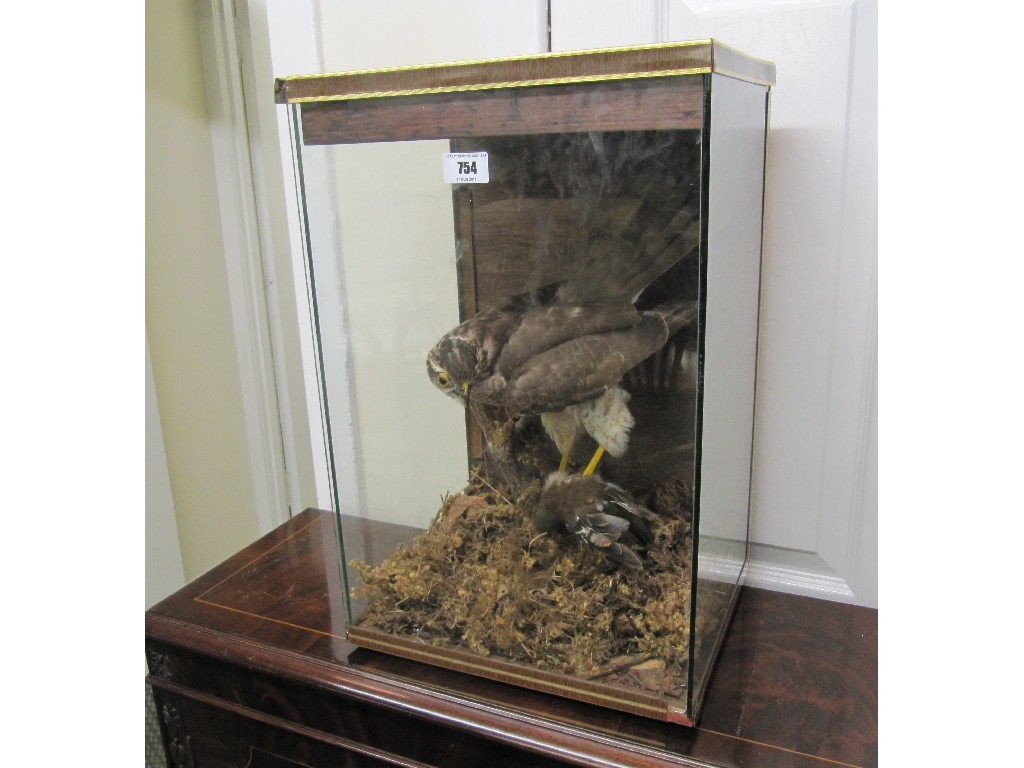 Appraisal: Taxidermy bird group in display case