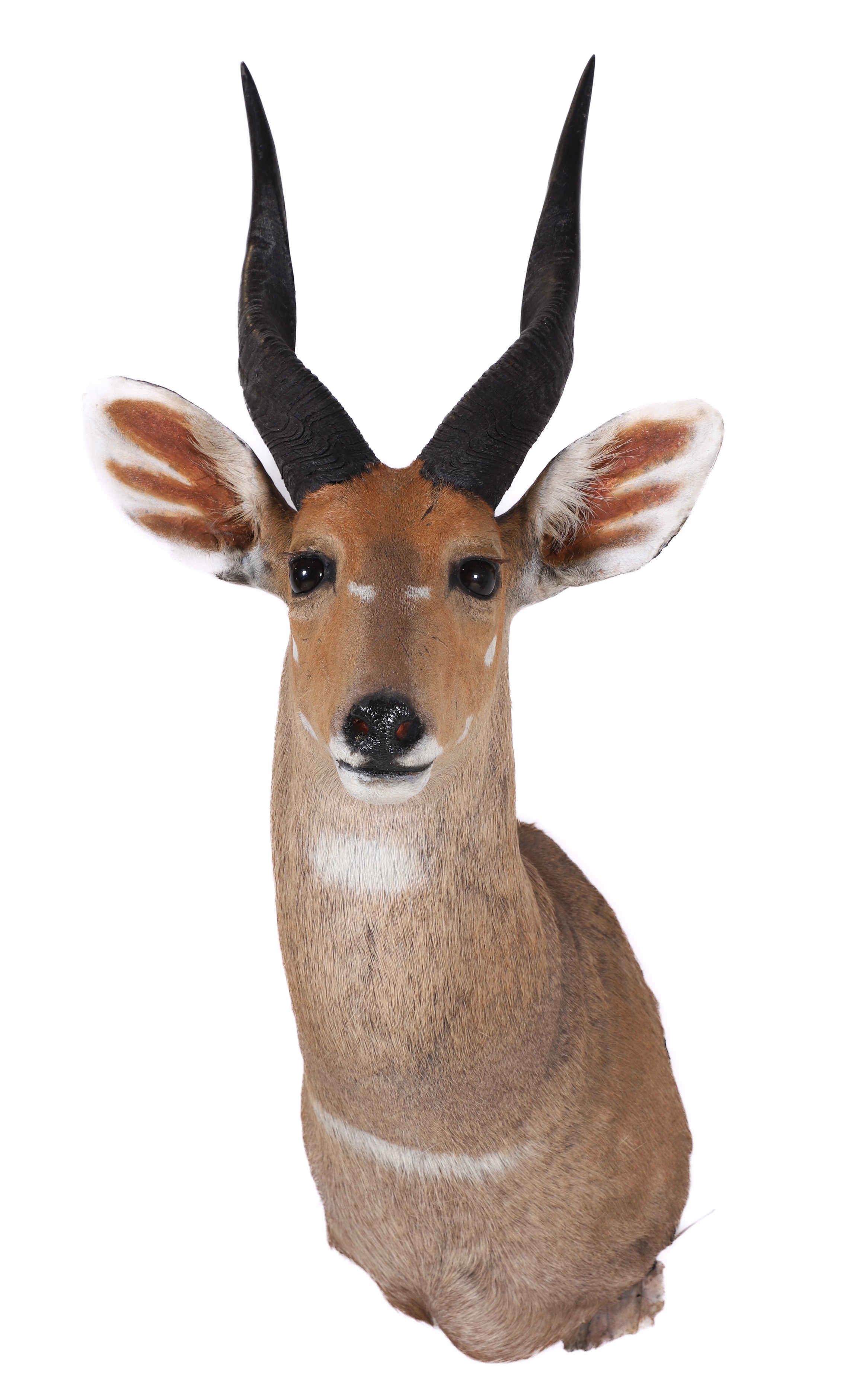 Appraisal: African Bushbuck Shoulder Mount Taxidermy h x d x w