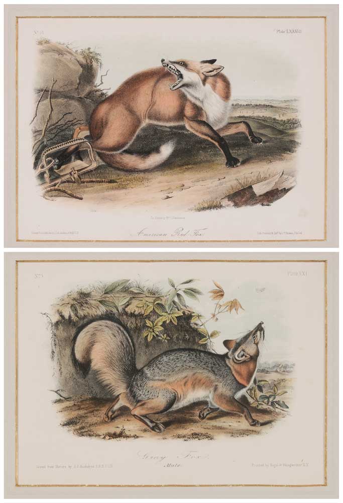 Appraisal: After John James Audubon New York - Two royal octavo