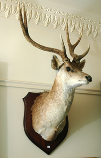 Appraisal: A TAXIDERMIED DEER HEAD Mounted on a hardwood shield