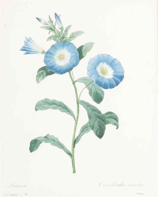 Appraisal: A Collection of Five Botanical Handcolored Lithographs depicting various flora