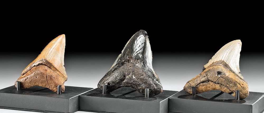 Appraisal: Lot of Fossilized Megalodon Teeth First Time At Auction Ancient