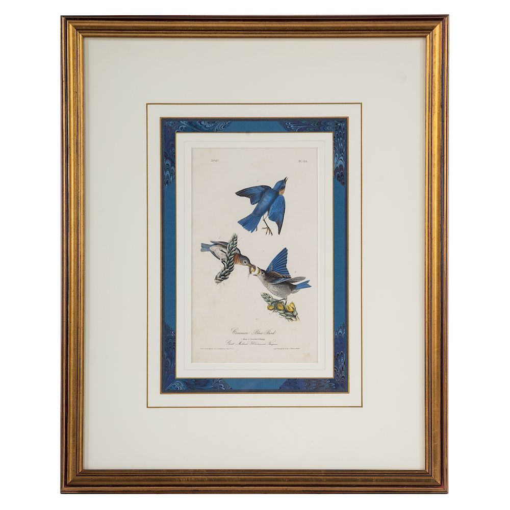 Appraisal: John James Audubon Common Blue Bird American - Octavo hand