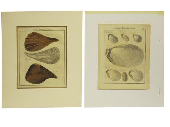 Appraisal: Sale Lot Two Hand Colored Engravings each depicting studies of