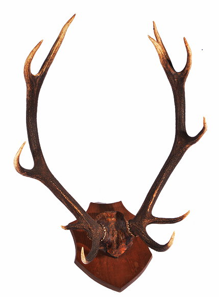 Appraisal: A SET OF ELEVEN POINT ANTLERS MOUNTED ON AN OAK