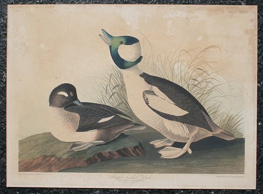 Appraisal: J J AUDUBON BUFFLE-HEADED DUCK HAVELL ENGRAVING w ETCHING AQUATINT