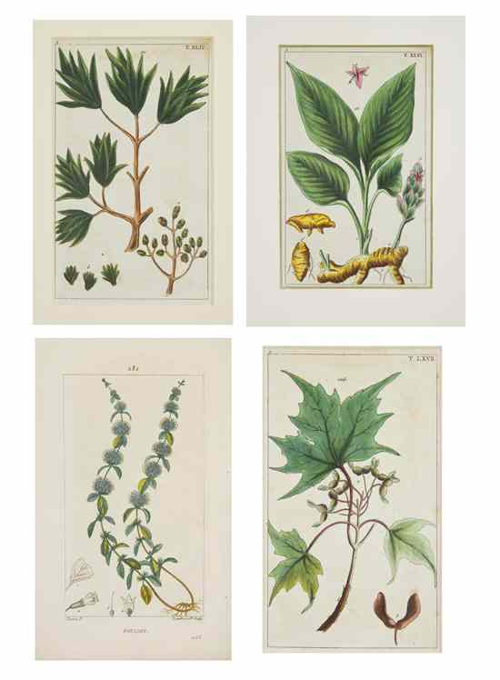 Appraisal: BOTANY A group of botanical prints eight matted loose nineteenth-century