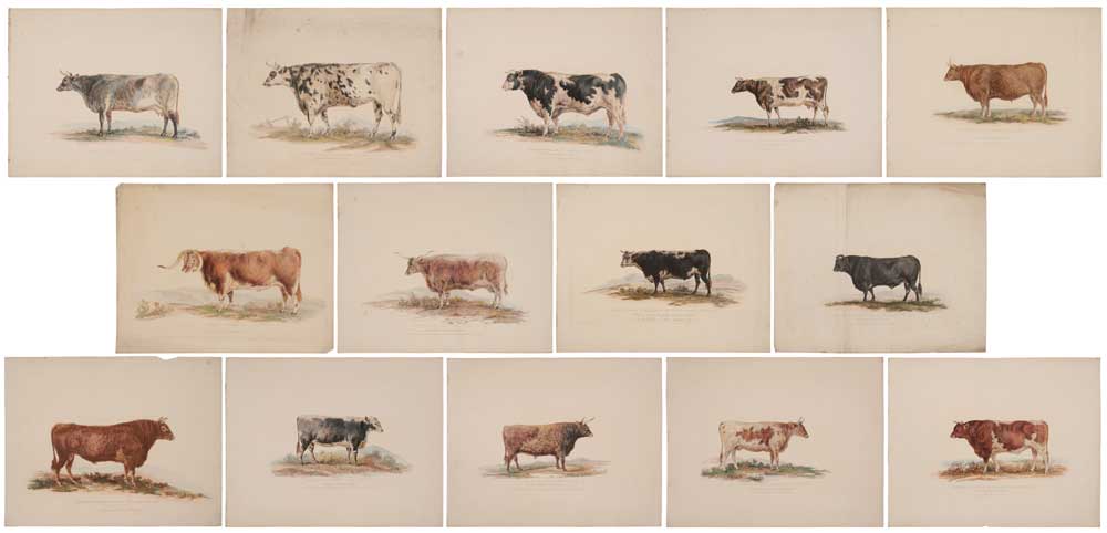 Appraisal: George Garrard British - fourteen bovine prints from A Description