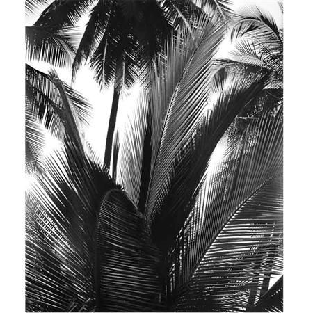 Appraisal: WESTON BRETT - Untitled Palms Estimate -