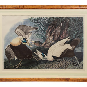 Appraisal: After John James Audubon American - Eider Duck Plate CCXLVI