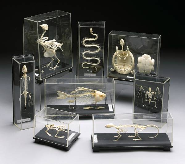 Appraisal: Collection of Eight Modern Skeletons China An excellent study tool