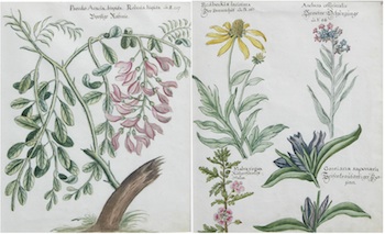 Appraisal: German School ca Two original botanical watercolors on paper not