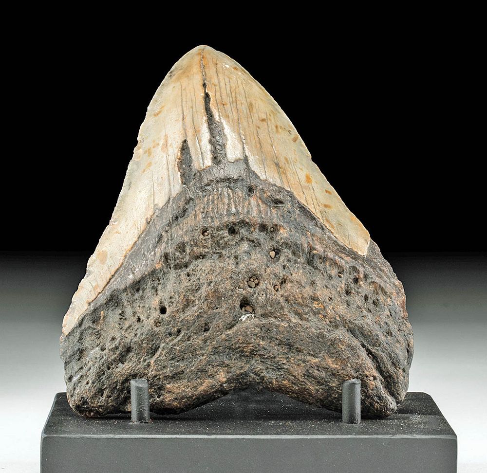 Appraisal: Large Fossilized Megalodon Shark Tooth Originally Listed At Ancient Seas