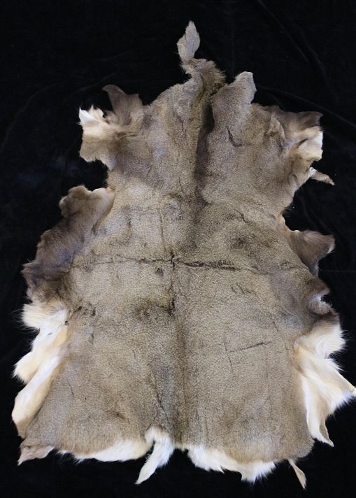 Appraisal: Montana Mule Tanned Deer Hide For your bidding pleasure is