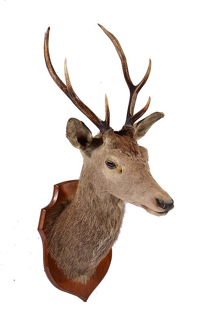 Appraisal: A PRESERVED DEER'S HEAD with seven point antlers all mounted