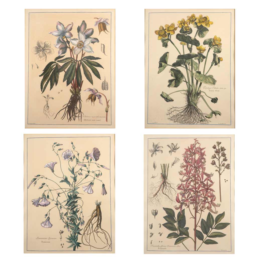 Appraisal: After Nicholas Robert FLOWER STUDIES Four hand-colored prints Sight of