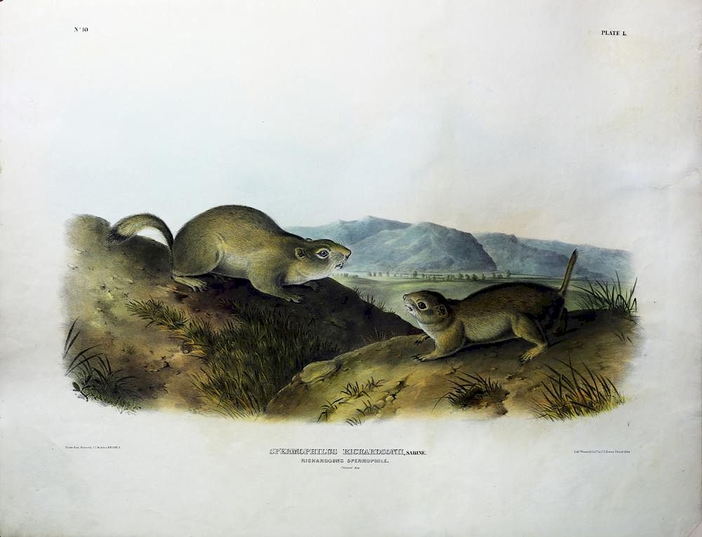 Appraisal: Audubon Quadrupeds Imperial Folio Richardson's Spermophile Richardson's Spermophile Plate John