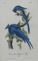 Appraisal: John James Audubon American - Columbia Magpie of Jay number