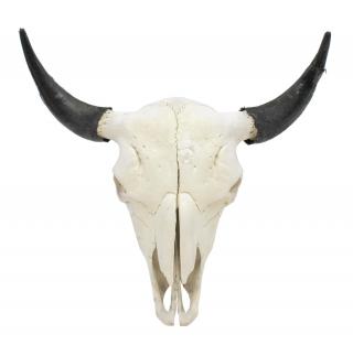 Appraisal: AMERICAN BISON SKULL American Bison skull approx h w d