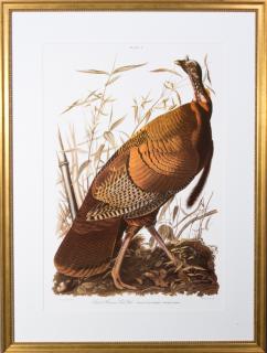 Appraisal: John James Audubon - Wild Turkey Plate th c presented