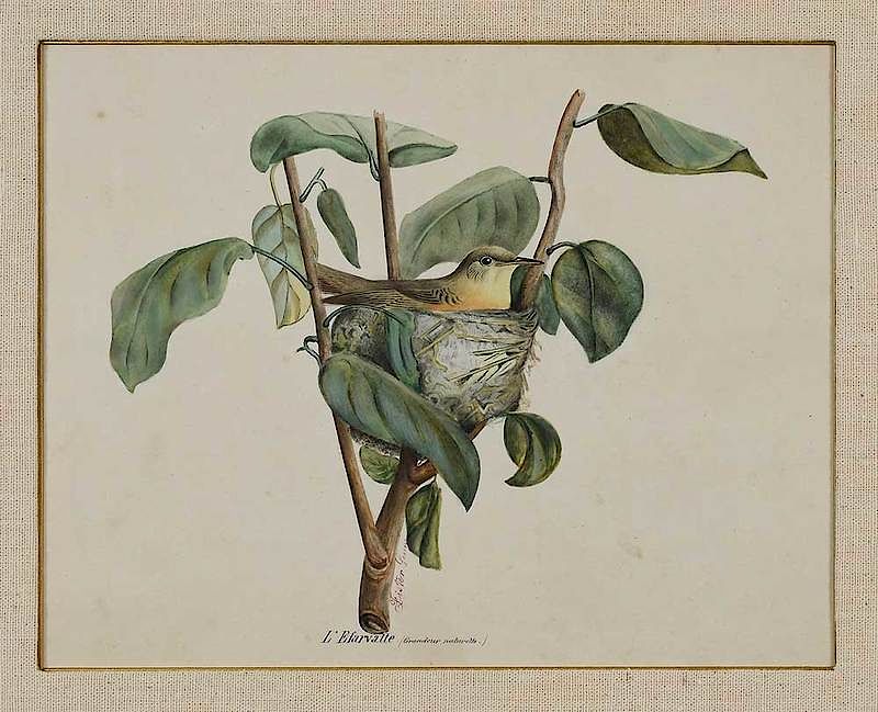 Appraisal: French School th century L'Efarvatte Warbler in a Nest signed