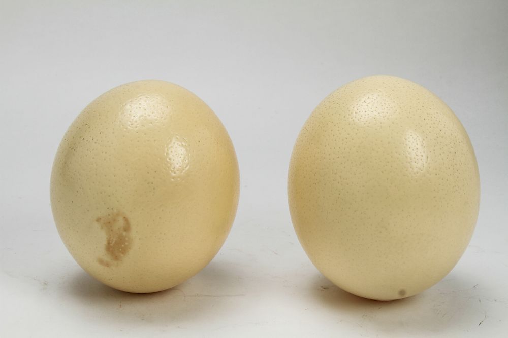 Appraisal: African Ostrich Eggs African ostrich eggs two Large approx H