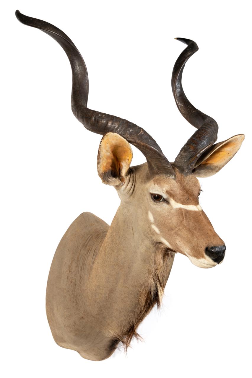 Appraisal: AFRICAN GREATER KUDU TAXIDERMY SHOULDER MOUNT African Greater Kudu taxidermy