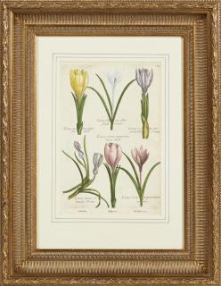 Appraisal: Johann Theodor de Bry - Crocus Vernus th c hand