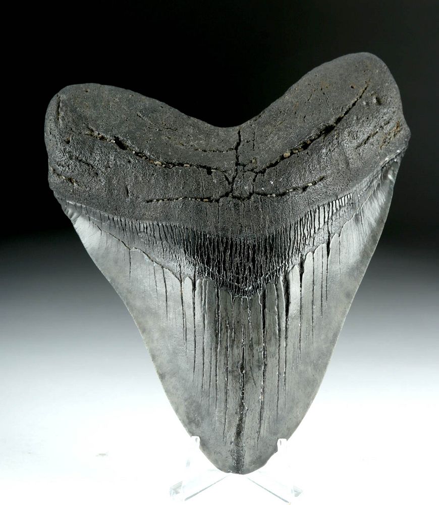 Appraisal: Massive Fossilized Megalodon Tooth - More than Ancient Seas ca