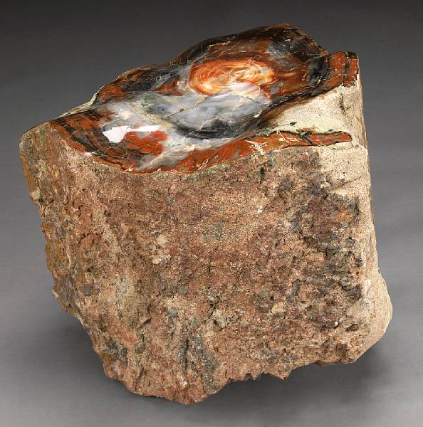 Appraisal: Petrified Wood Stump Araucarioxylon arizonicum Upper Triassic Chinle Formation Holbrook