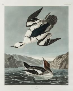 Appraisal: AUDUBON John James - Smew or White Nun Plate CCCXLVII