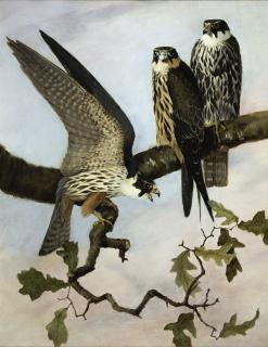 Appraisal: William Broderick English - Three Hobbies on a Branch c