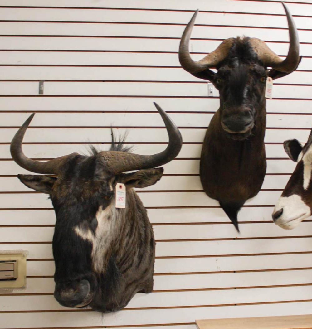 Appraisal: TWO AFRICAN WILDEBEEST GNU TAXIDERMY MOUNTS a black wildebeest or