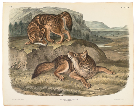 Appraisal: ANIMALS Audubon John James Prairie Wolf Plate LXXI Hand-colored lithographed