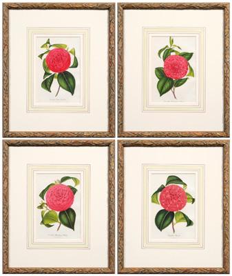 Appraisal: Four prints after L Stroobaut camellias published Belgium hand colored