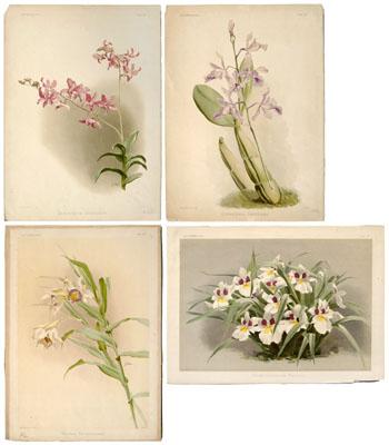 Appraisal: Four Joseph Mansell orchid prints from Frederick Sander Reichenbachia London