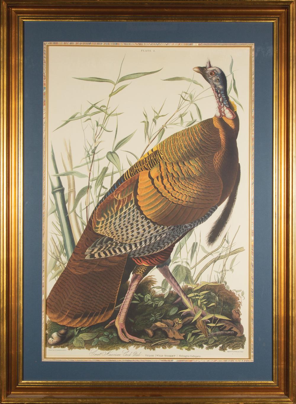 Appraisal: John James Audubon American - Wild Turkey lithograph from The