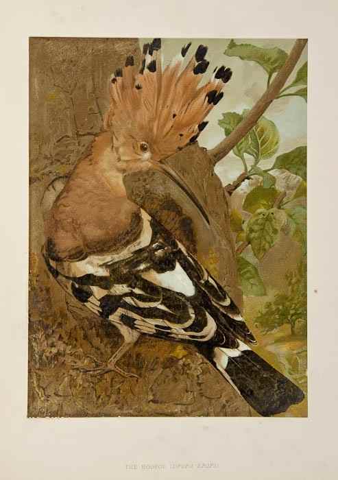 Appraisal: Sharpe R Bowdler Birds in Nature limited to copies chromlithographed