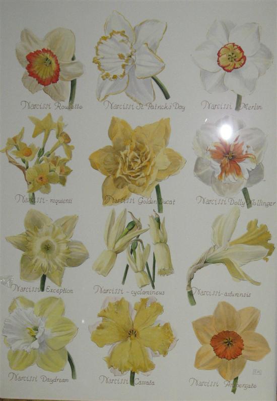 Appraisal: Watercolour Narcissi pair each with twelve varieties signed with initials