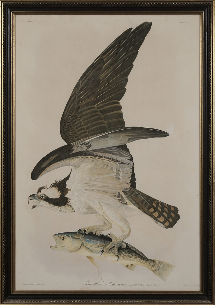 Appraisal: After John James Audubon American - Fish Hawk or Osprey