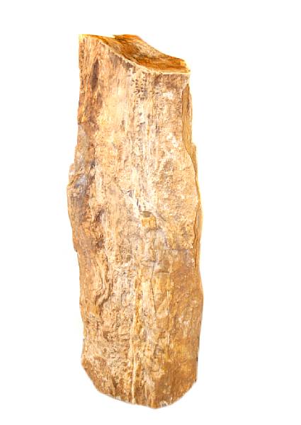 Appraisal: Petrified Wood Log Section Indeterminate species possibly Arizona Having a