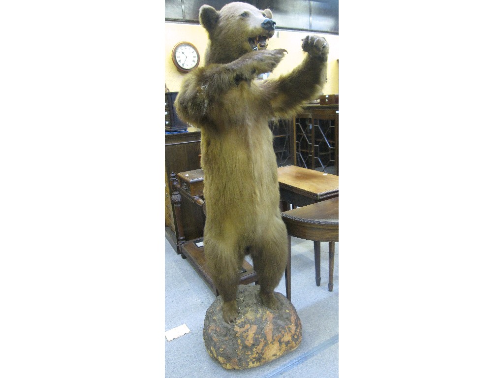 Appraisal: Taxidermy of a brown bear standing upright on naturalistic base