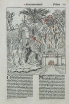 Appraisal: Page VII From the Nuremberg Chronicles th Century Page is