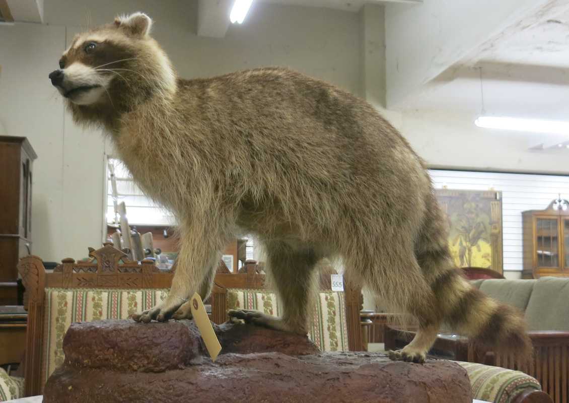 Appraisal: WILDLIFE TAXIDERMY MOUNT full mount raccoon in walking pose