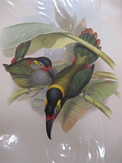 Appraisal: pieces Hand-Colored Lithographs Gould J E Black-throated Groove Bill Coulak