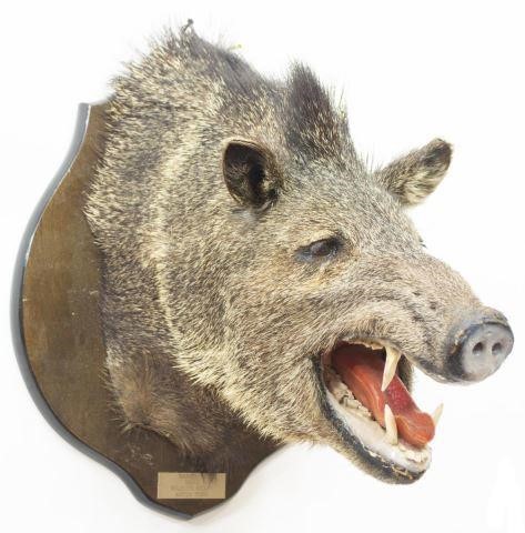 Appraisal: Taxidermy Javelina trophy mount on wood board overall approx h