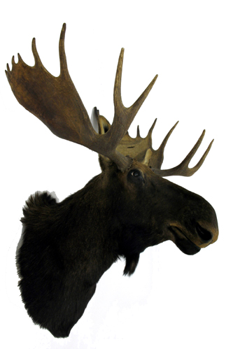 Appraisal: ALASKAN BULL MOOSE trophy head mount with palmated horns