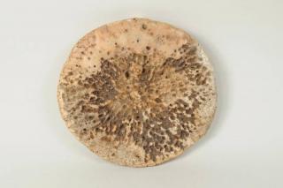 Appraisal: Fossilized Whalebone Vertebra Disc Fossilized whalebone vertebra disc diameter