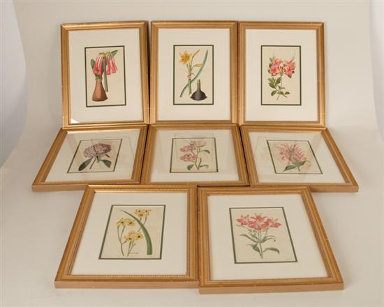 Appraisal: Eight Sydney Edwards Hand-colored Engravings of Flowering Plants London each