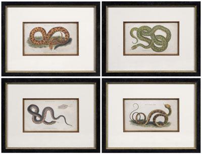 Appraisal: Four snake engravings Ringed Boa Wampum Snake Molurus Snake Bull-headed